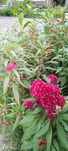 IMG_20260820_184135.jpg