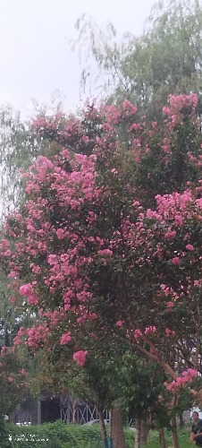IMG_20260820_183651.jpg