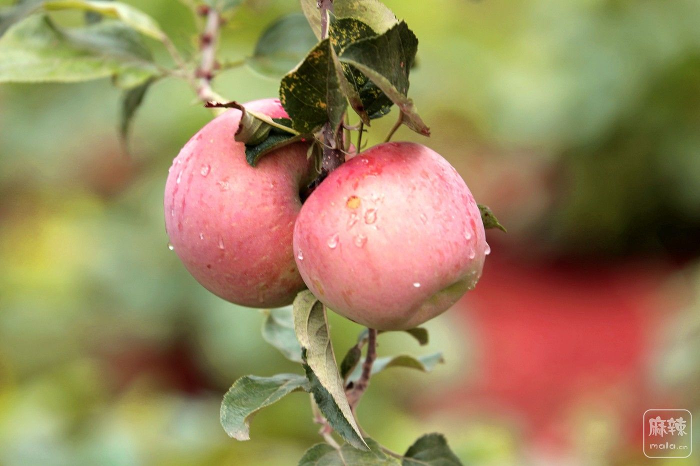 0F5A8907.JPG