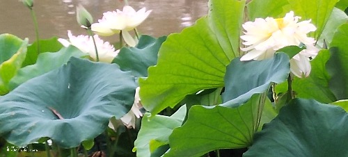 IMG_20260801_084742.jpg
