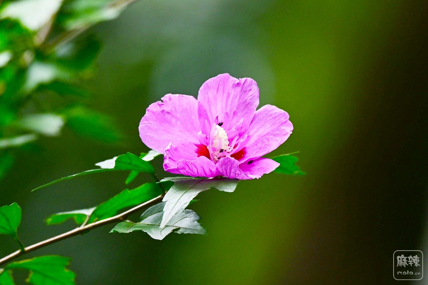DSC_6207.JPG