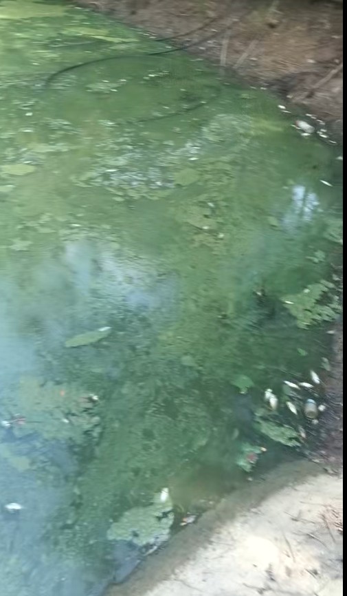 ţ���ϴ�������״