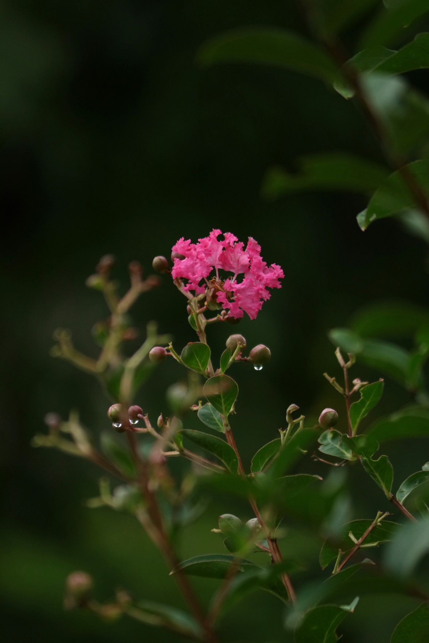 IMG_7561.JPG