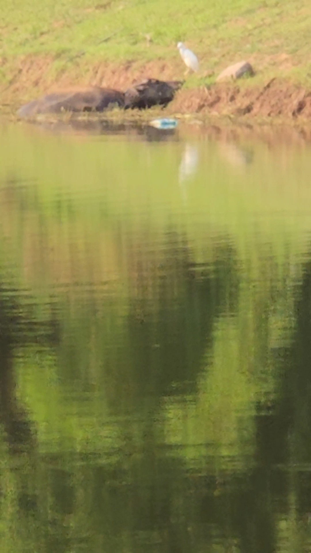 ˮţϴ��.jpg