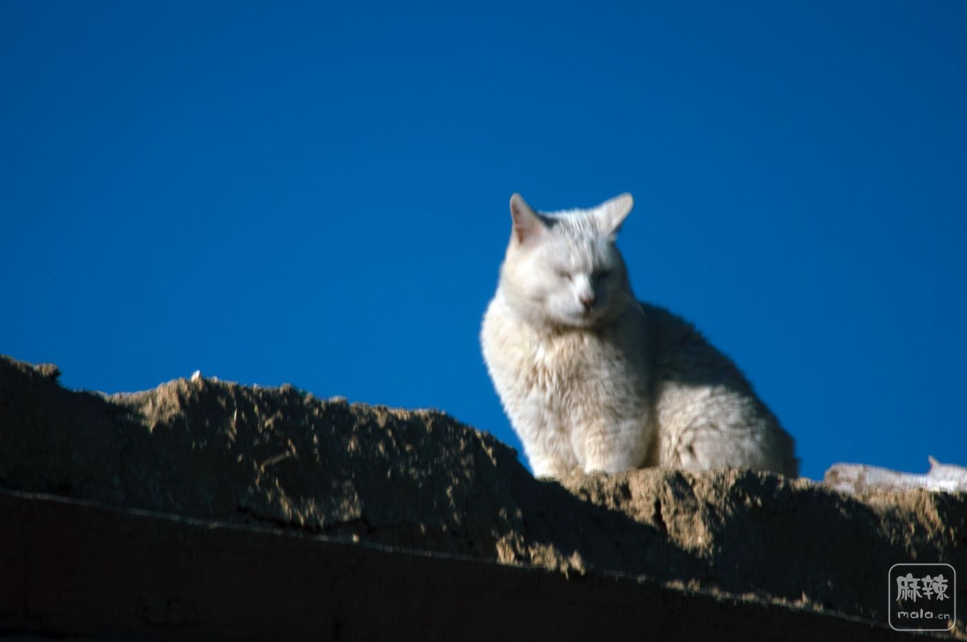 DSC_1005.jpg