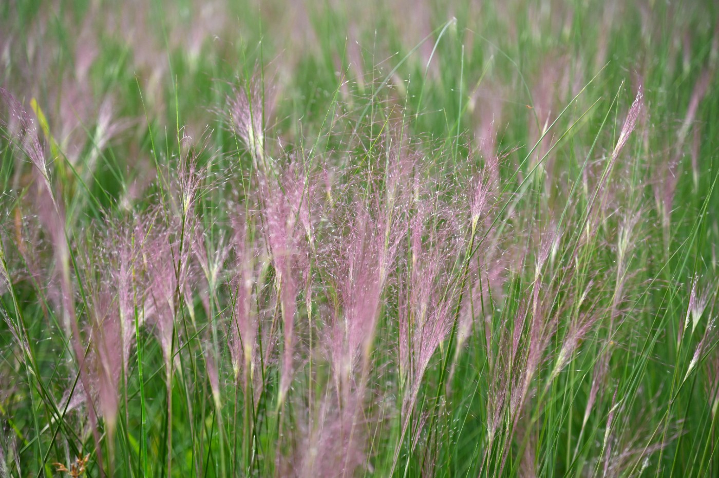 DSC_4920.JPG