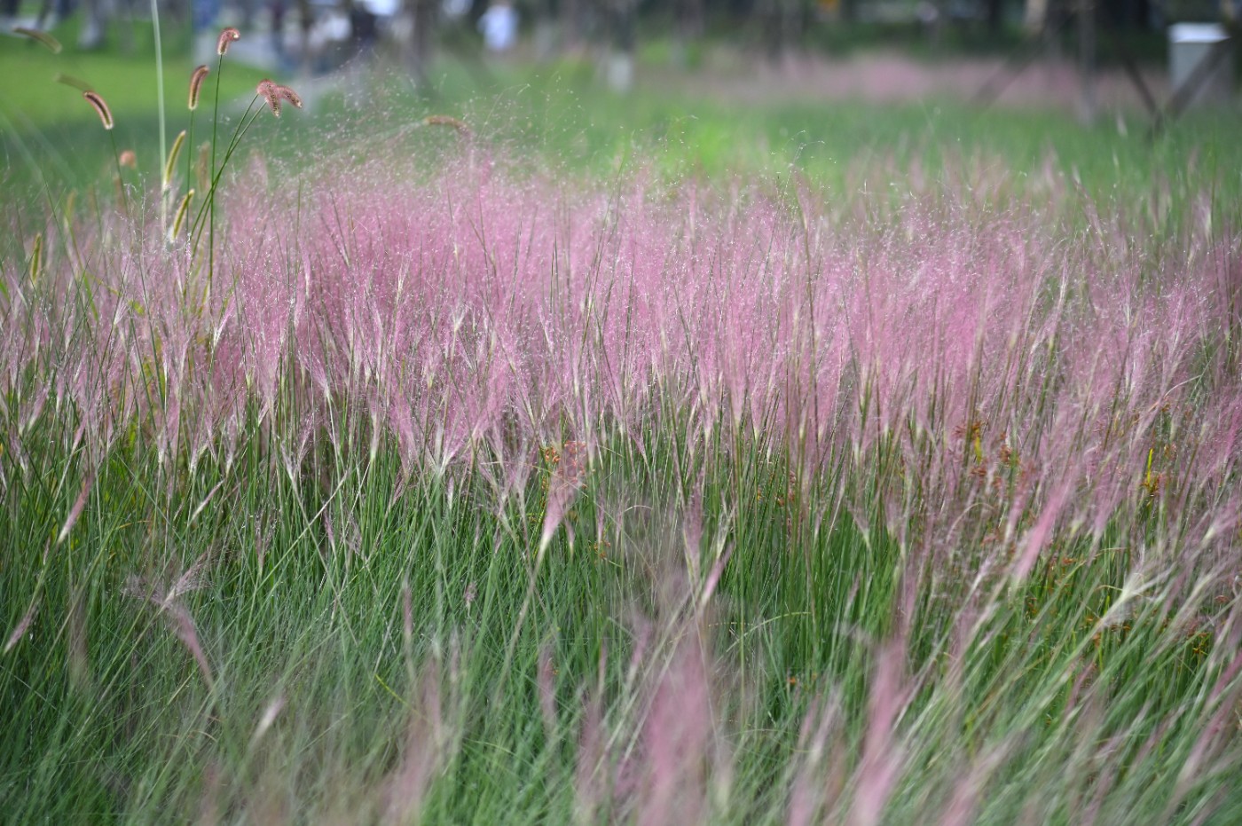 DSC_4921.JPG