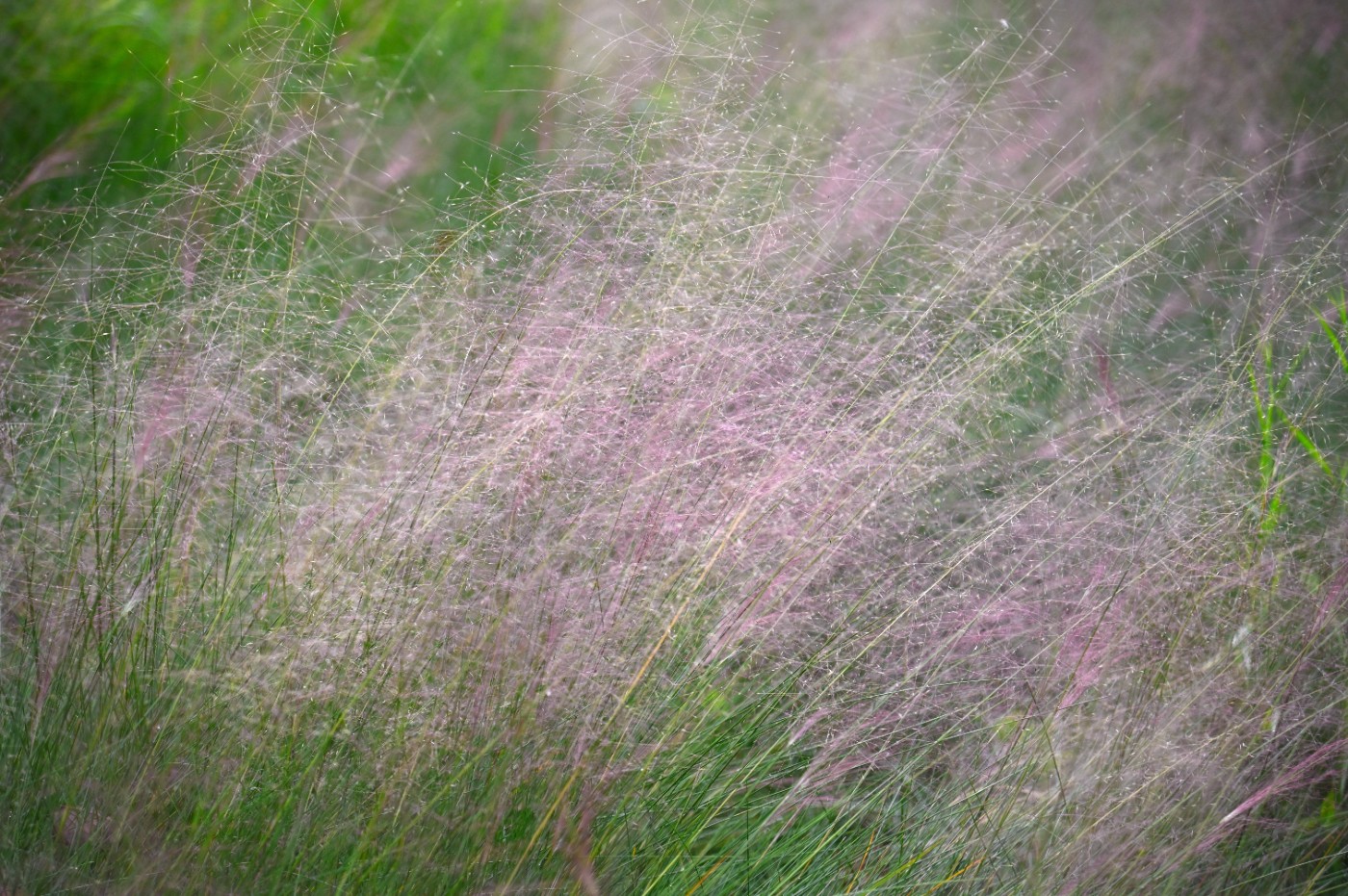 DSC_4923.JPG