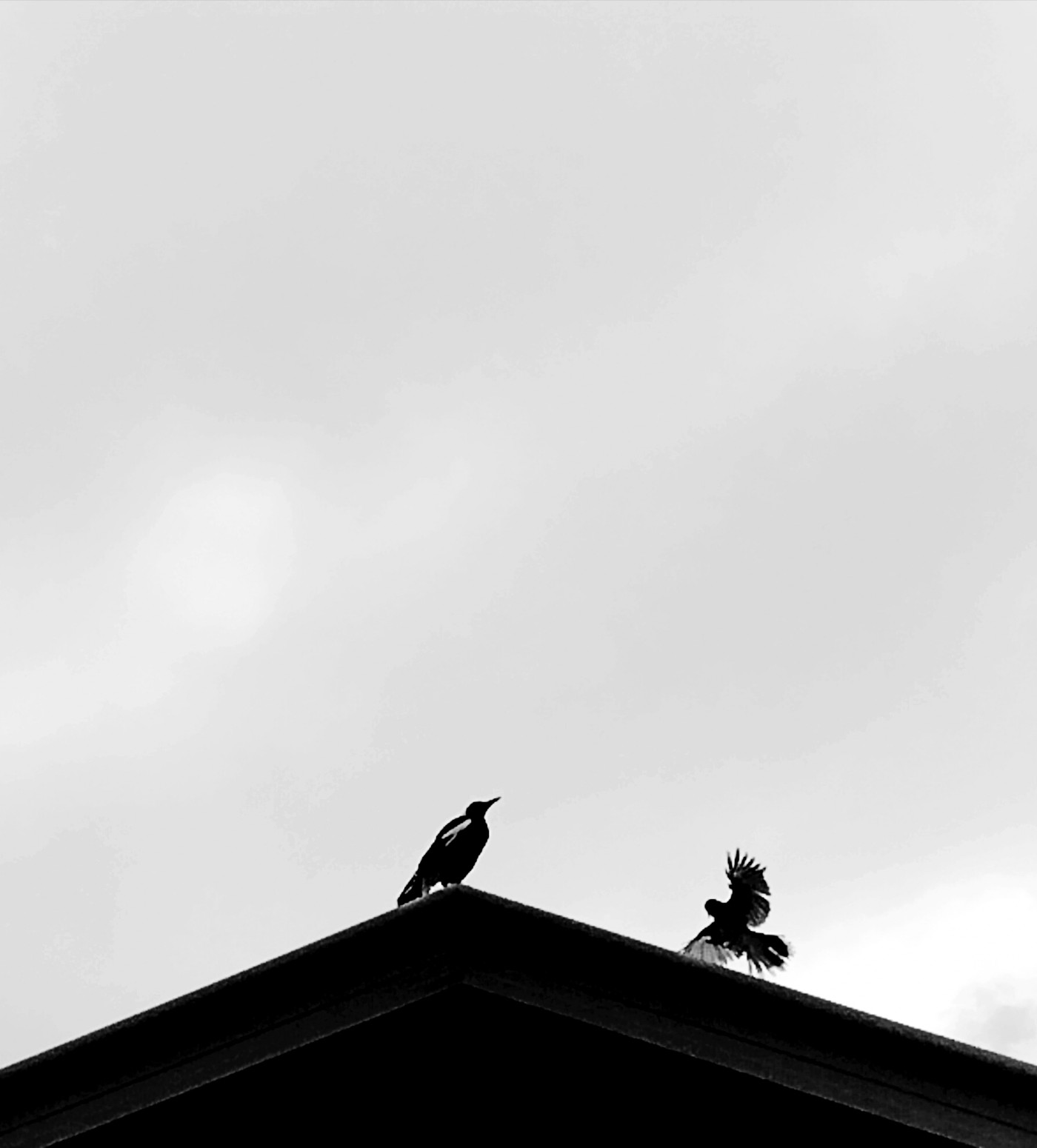 IMG_20250730_194446.jpg