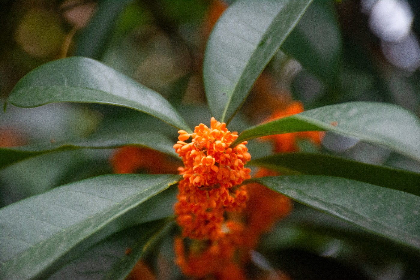 _DSC3658.jpg