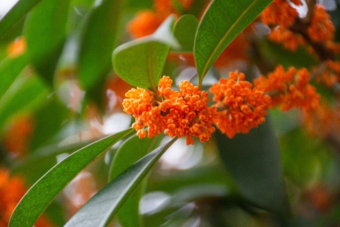 _DSC3660.jpg