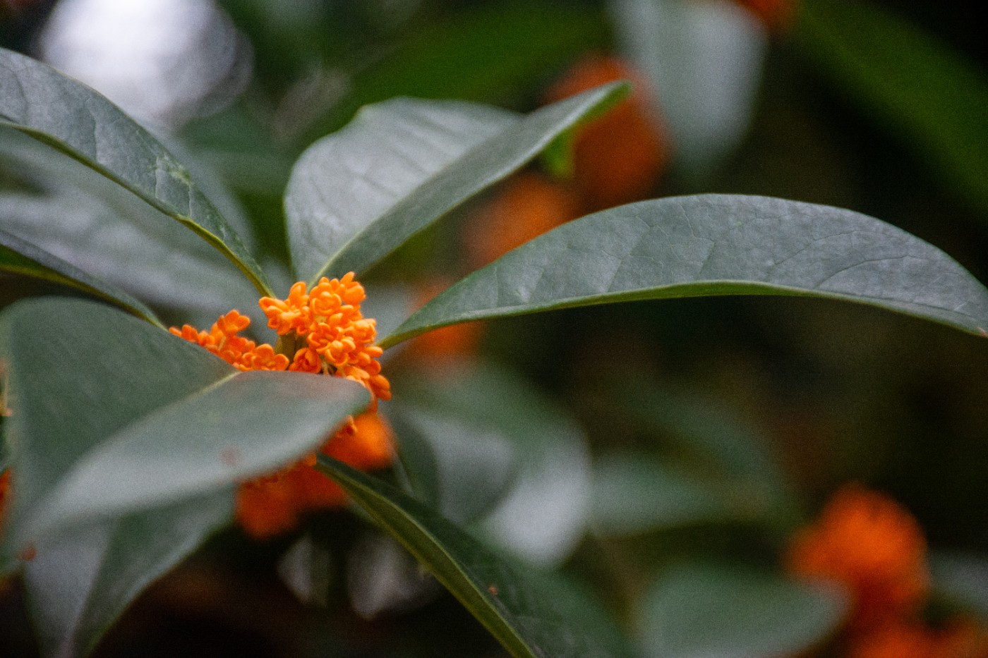 _DSC3659.jpg