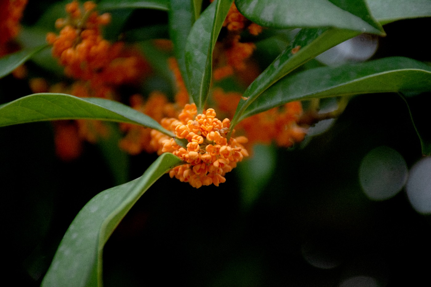 _DSC3688.jpg