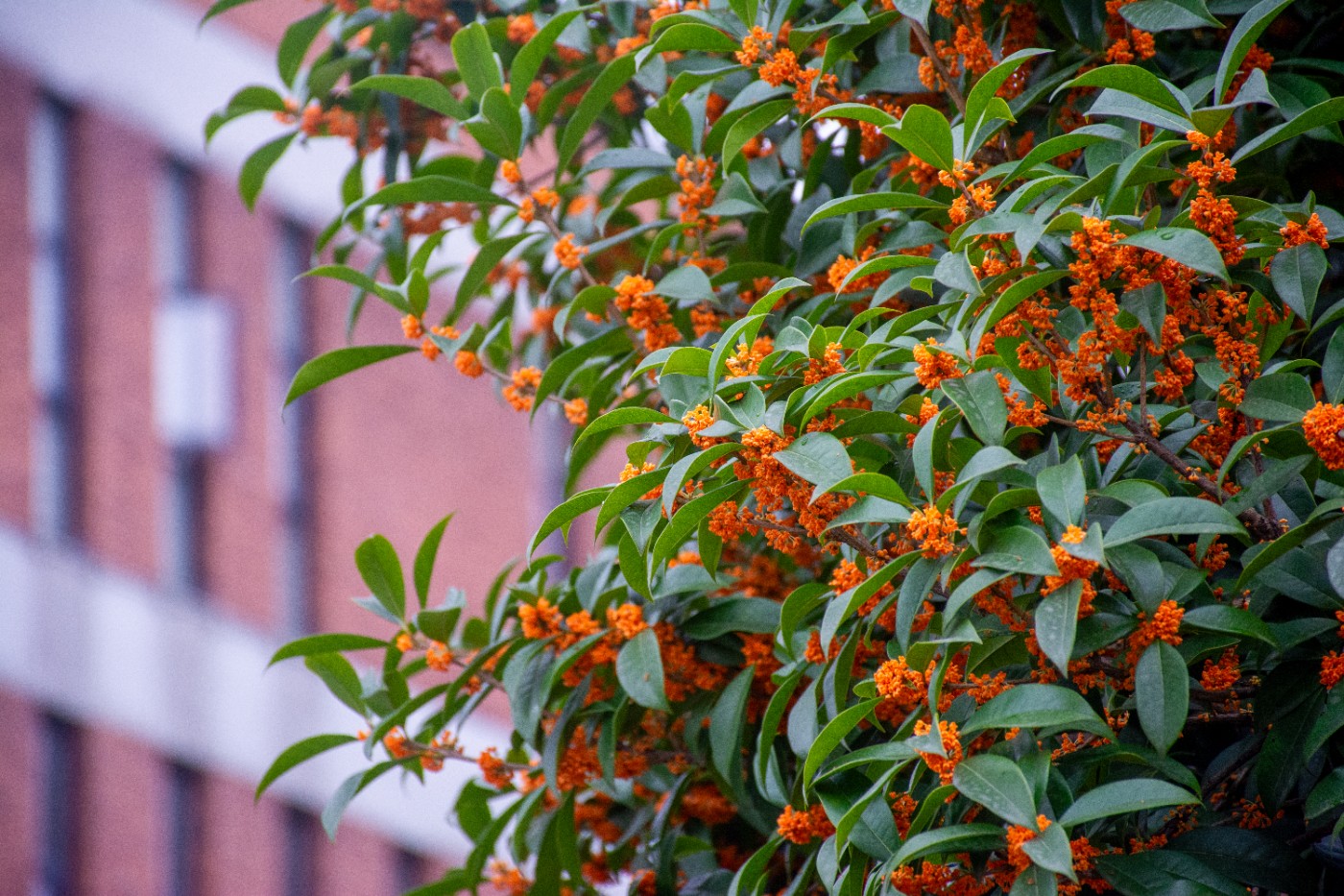 _DSC3690.jpg