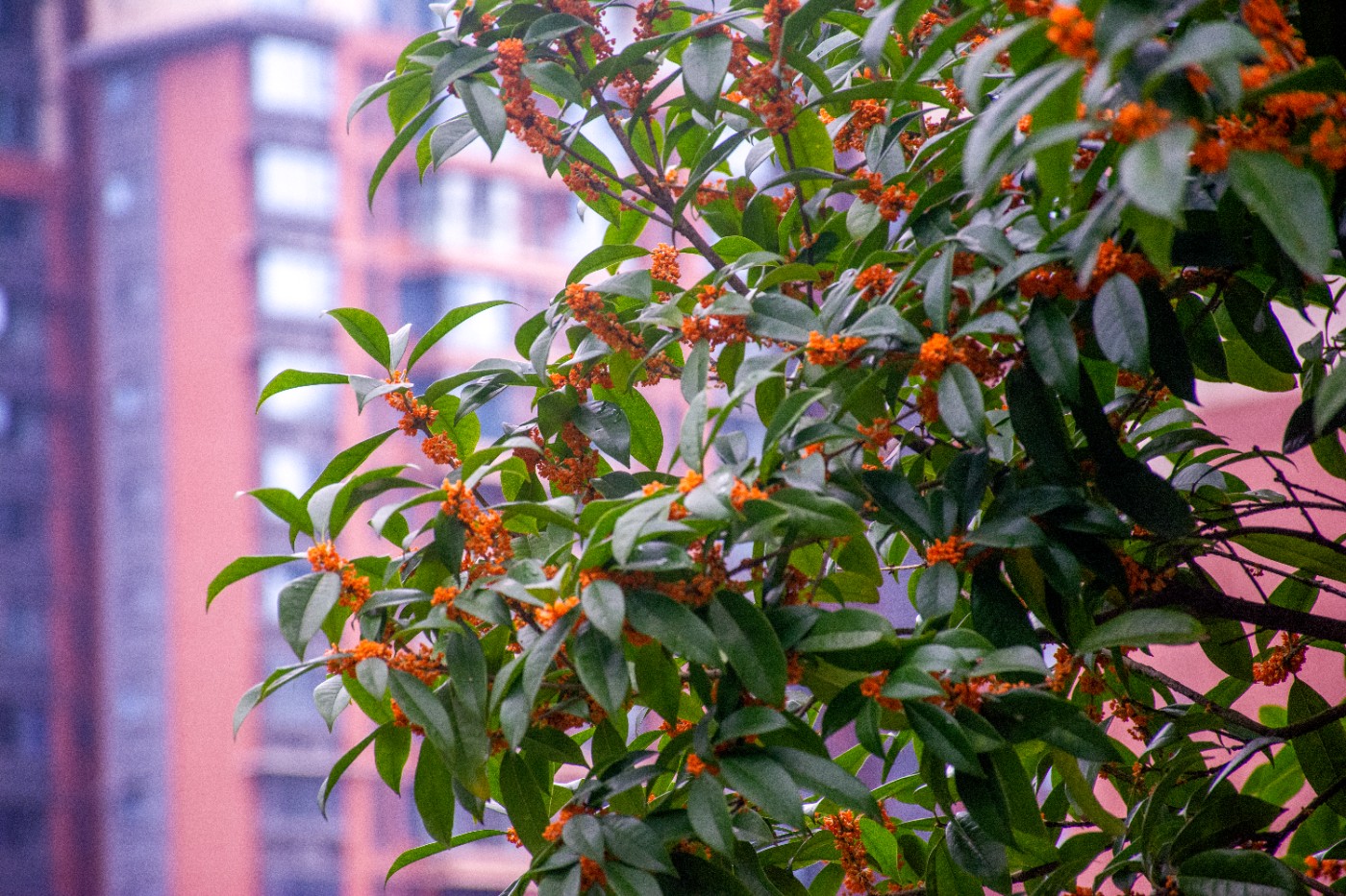_DSC3694.jpg