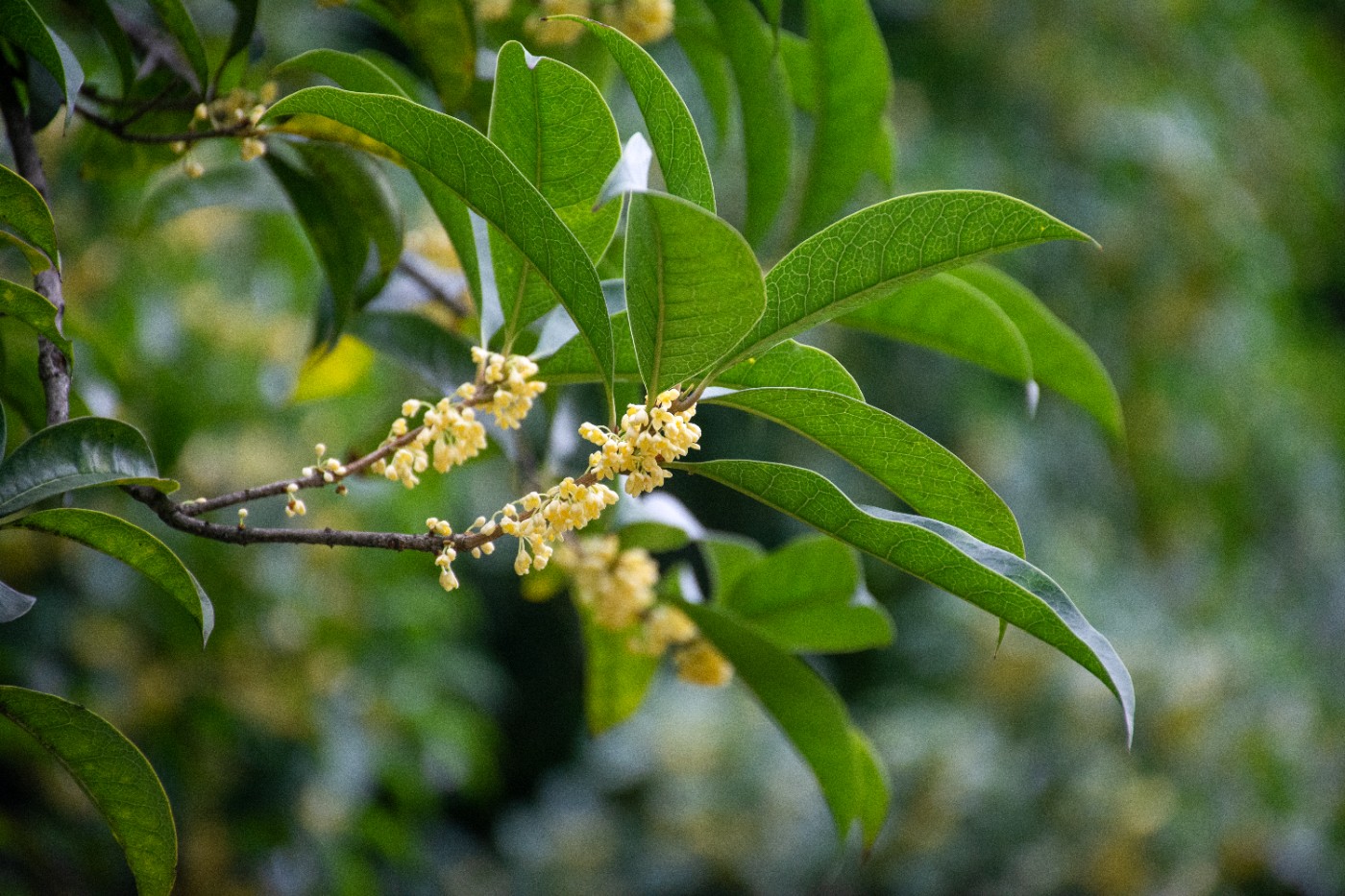 _DSC3720.jpg