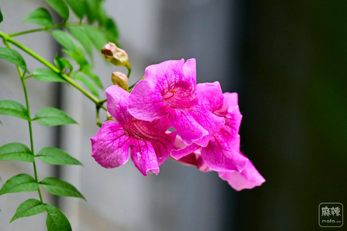 DSC_9574.JPG