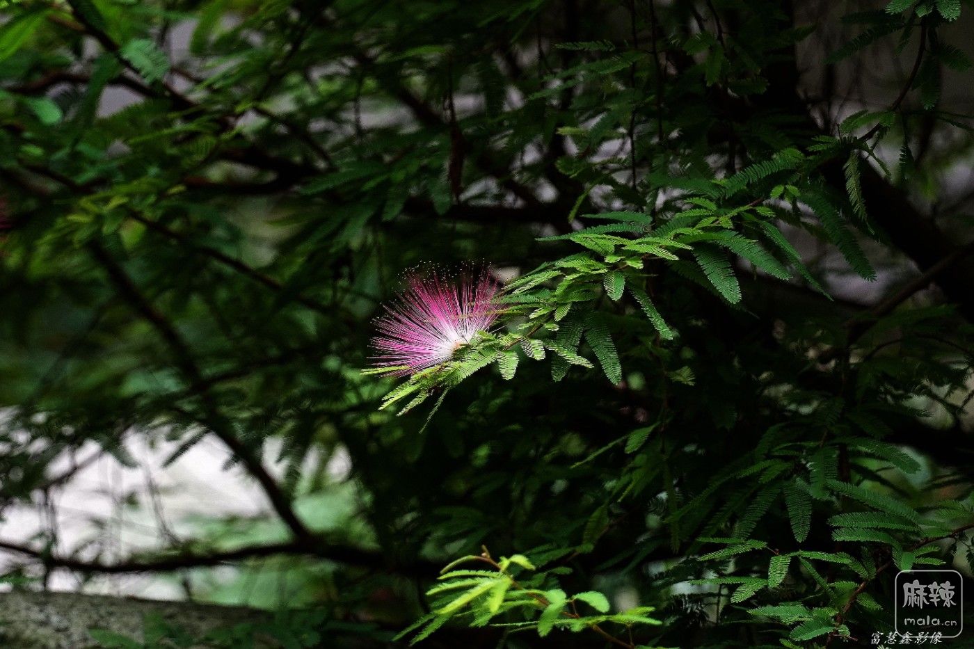 DSC07699_����.jpg
