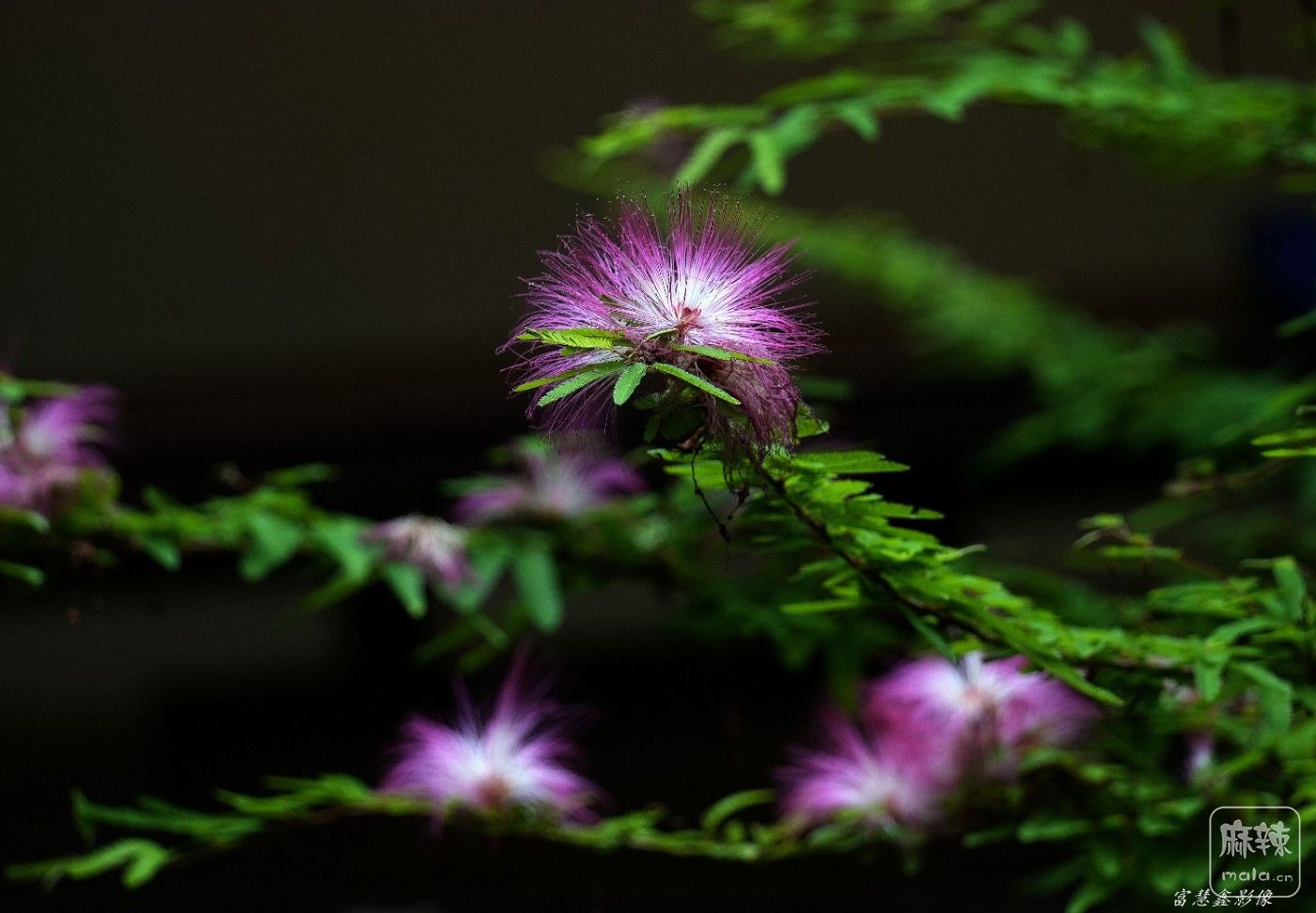 DSC07715_����.jpg