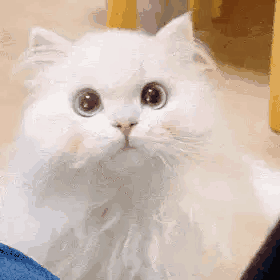 20260928184522front2_0_7501356_Fjgo0nUiFR_VKhZg5vG8_F9Birc-.gif