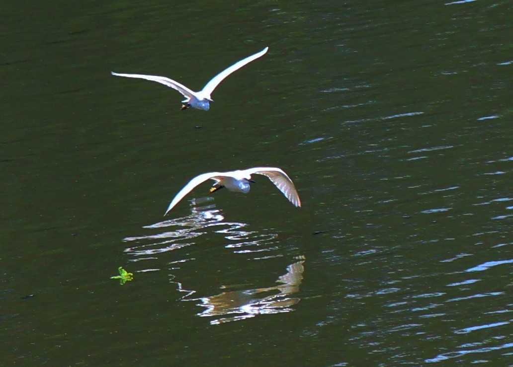 IMG_3750.JPG