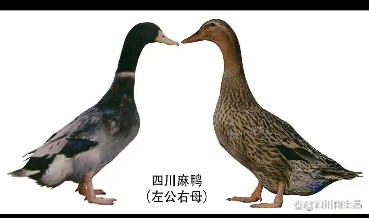 595c66db-c39b-4c2f-943c-574ae8f45768.png