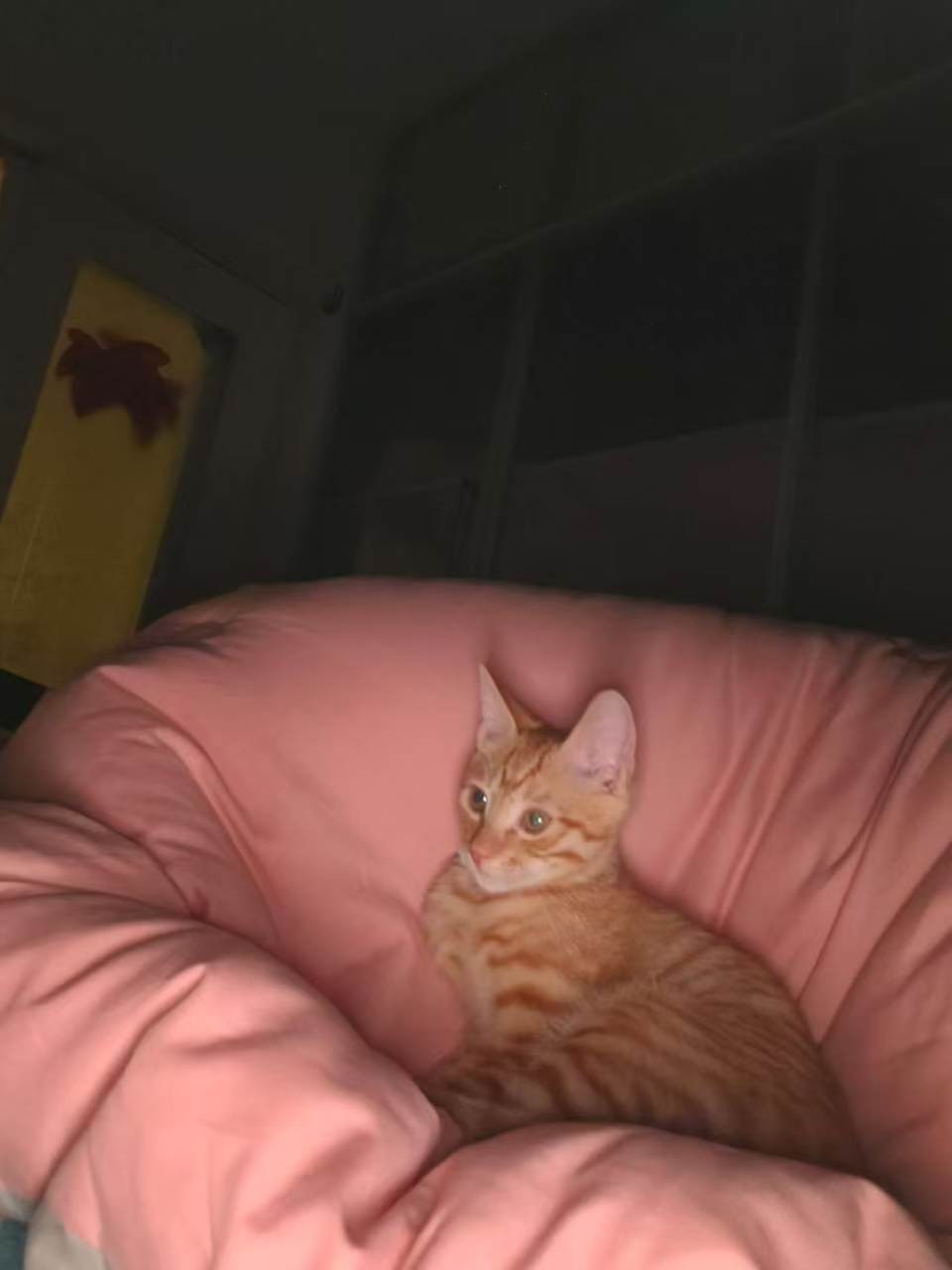 ��ʱ���è��