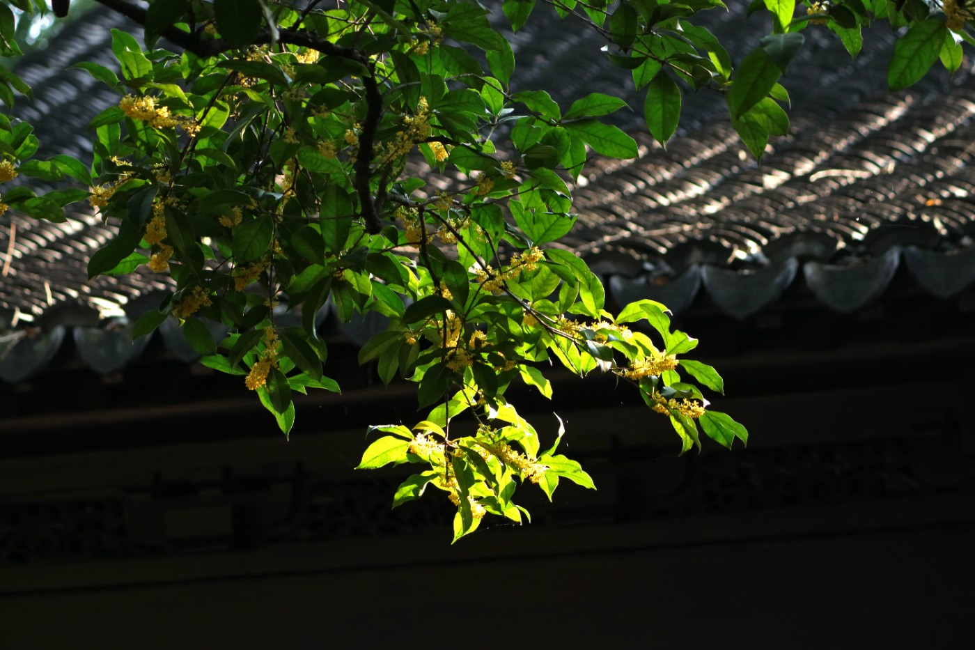 IMG_7638.JPG