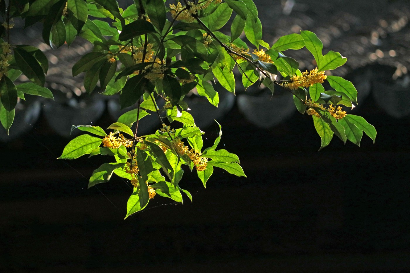 IMG_7639.JPG
