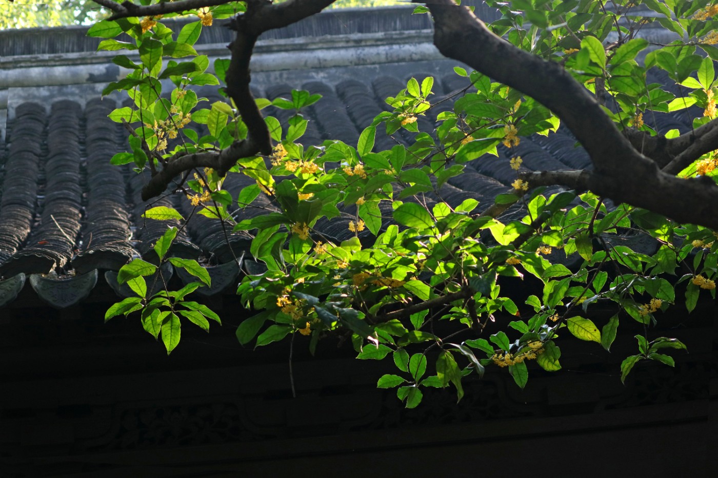 IMG_7659.jpg