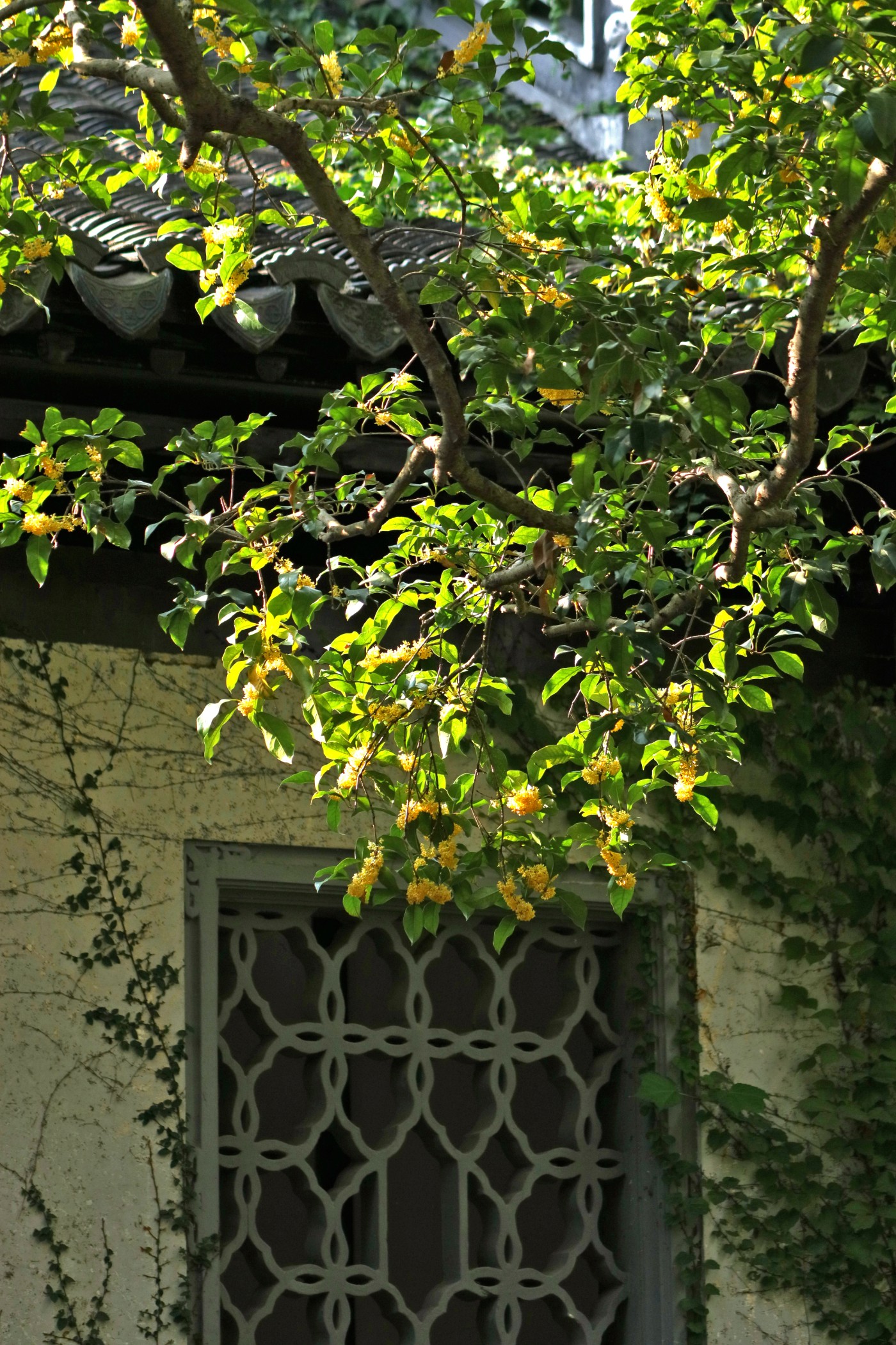 IMG_7686.JPG