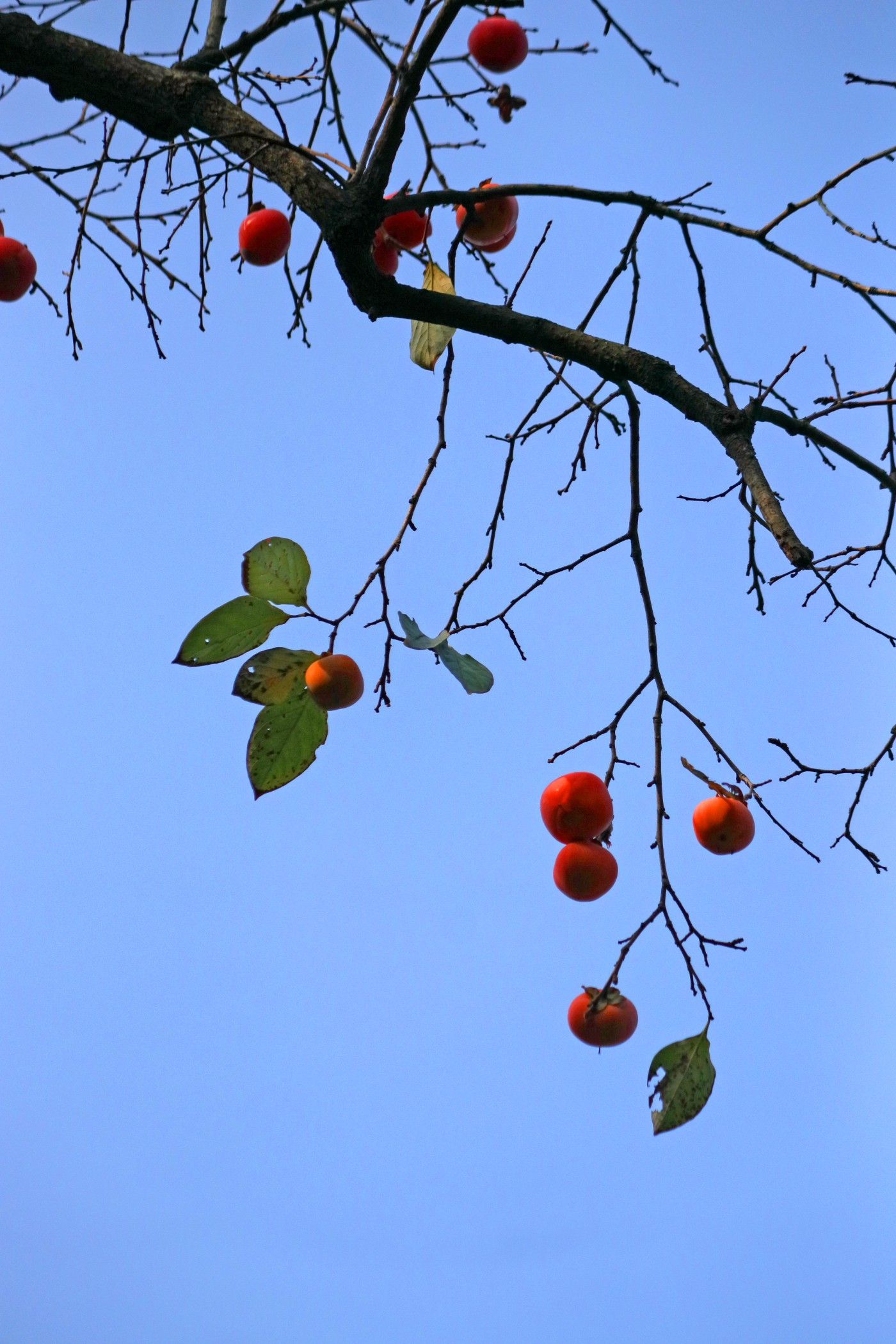 IMG_7736.JPG