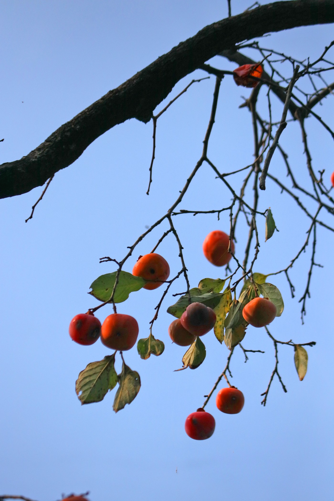 IMG_7738.JPG