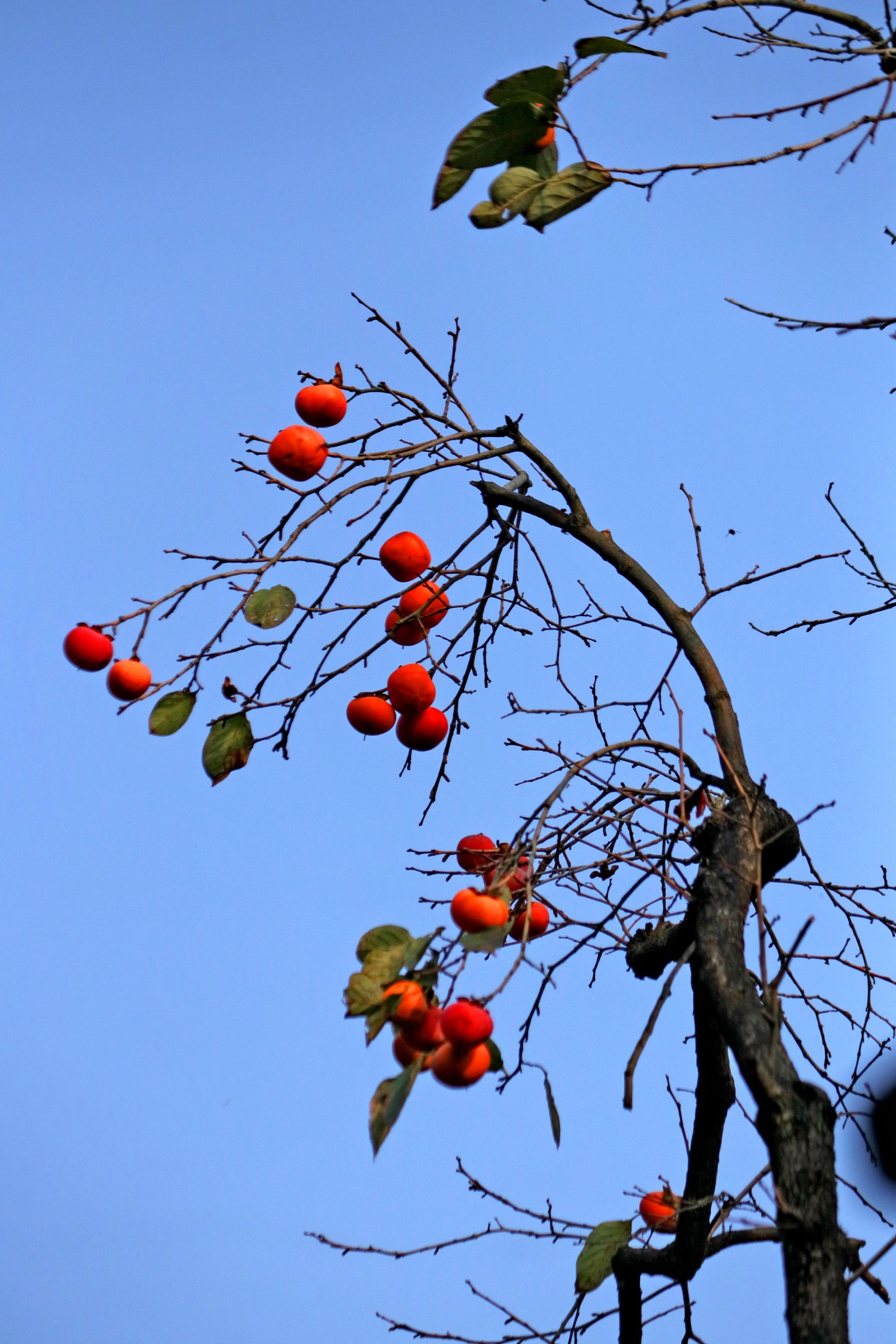 IMG_7752.JPG