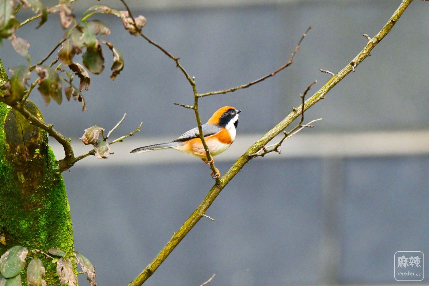 DSC_0426.JPG