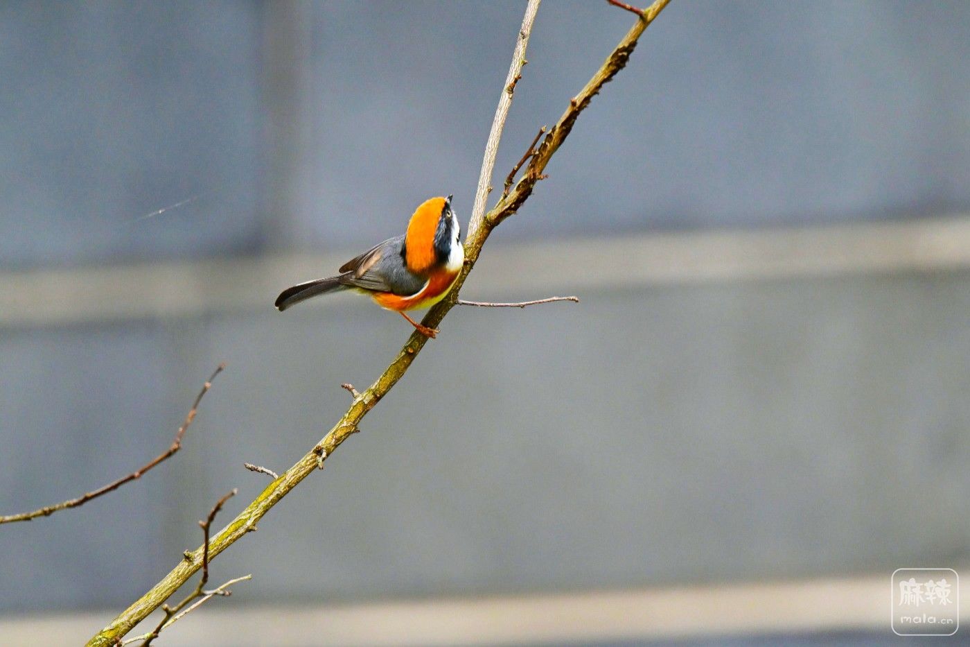 DSC_0428.JPG