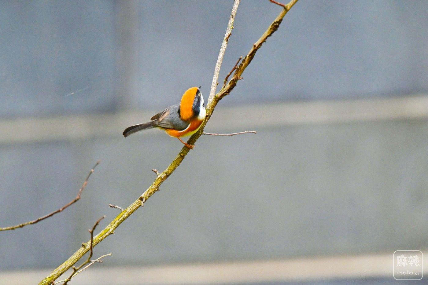 DSC_0429.JPG