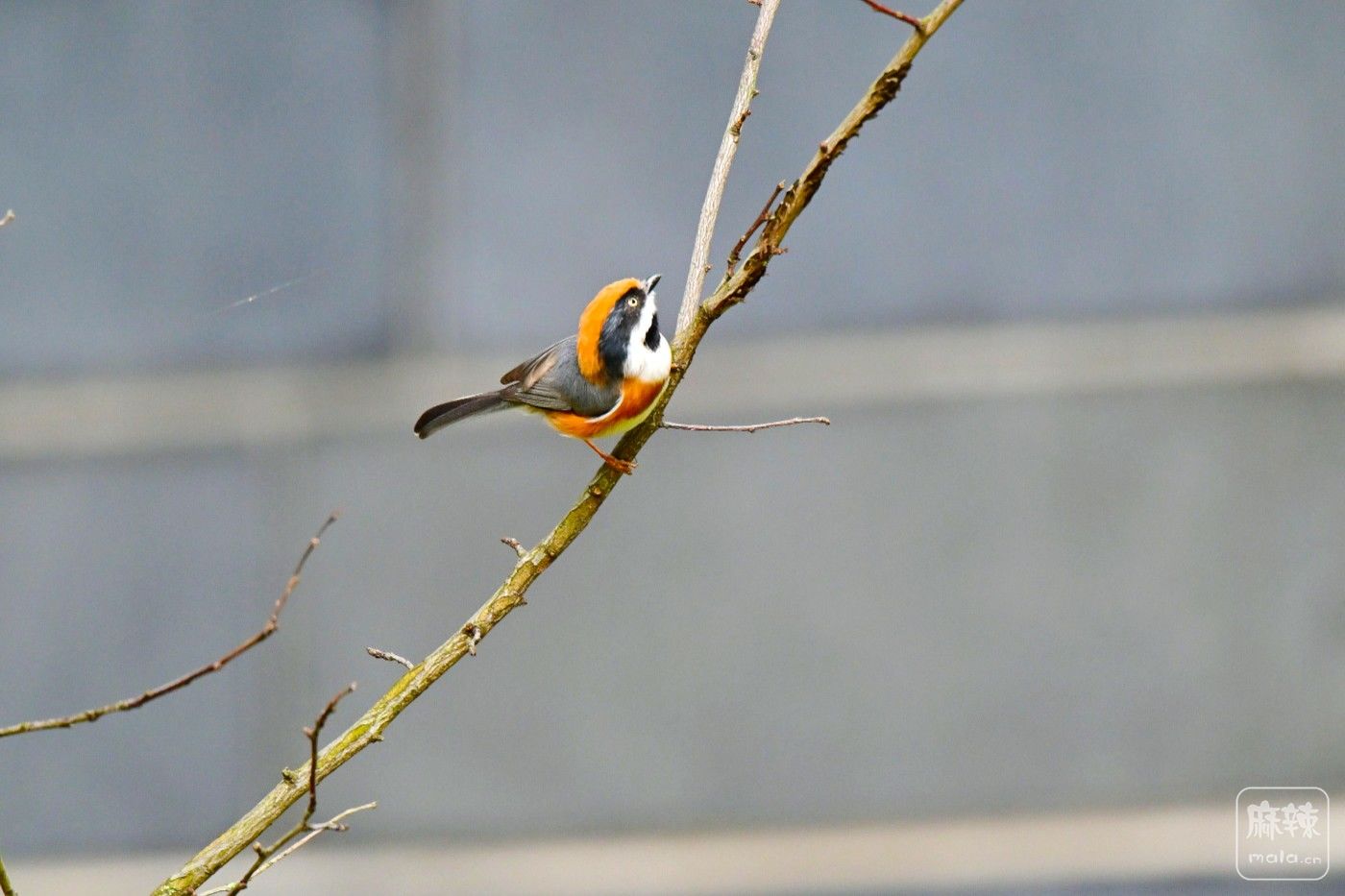 DSC_0430.JPG