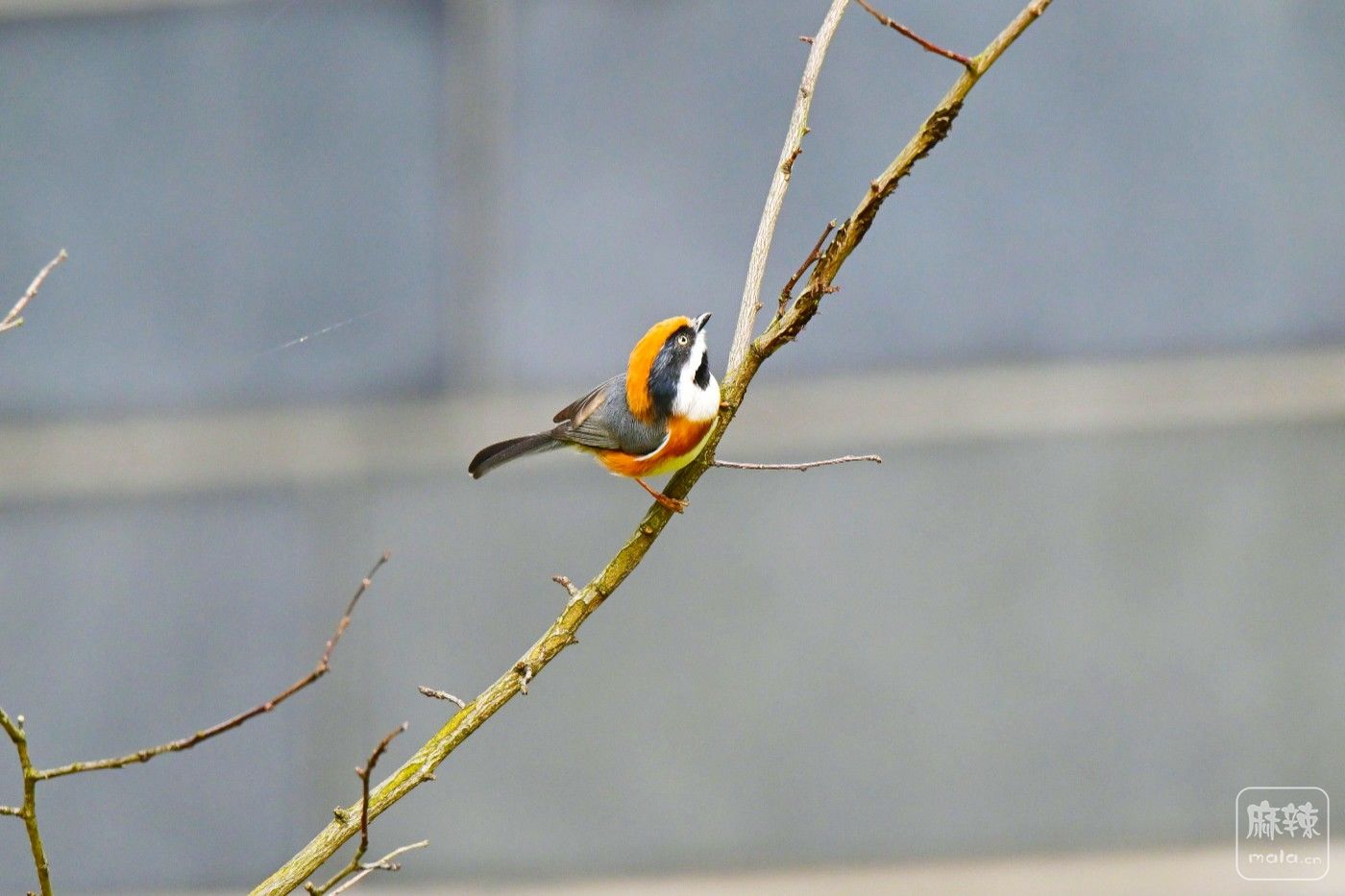 DSC_0432.JPG