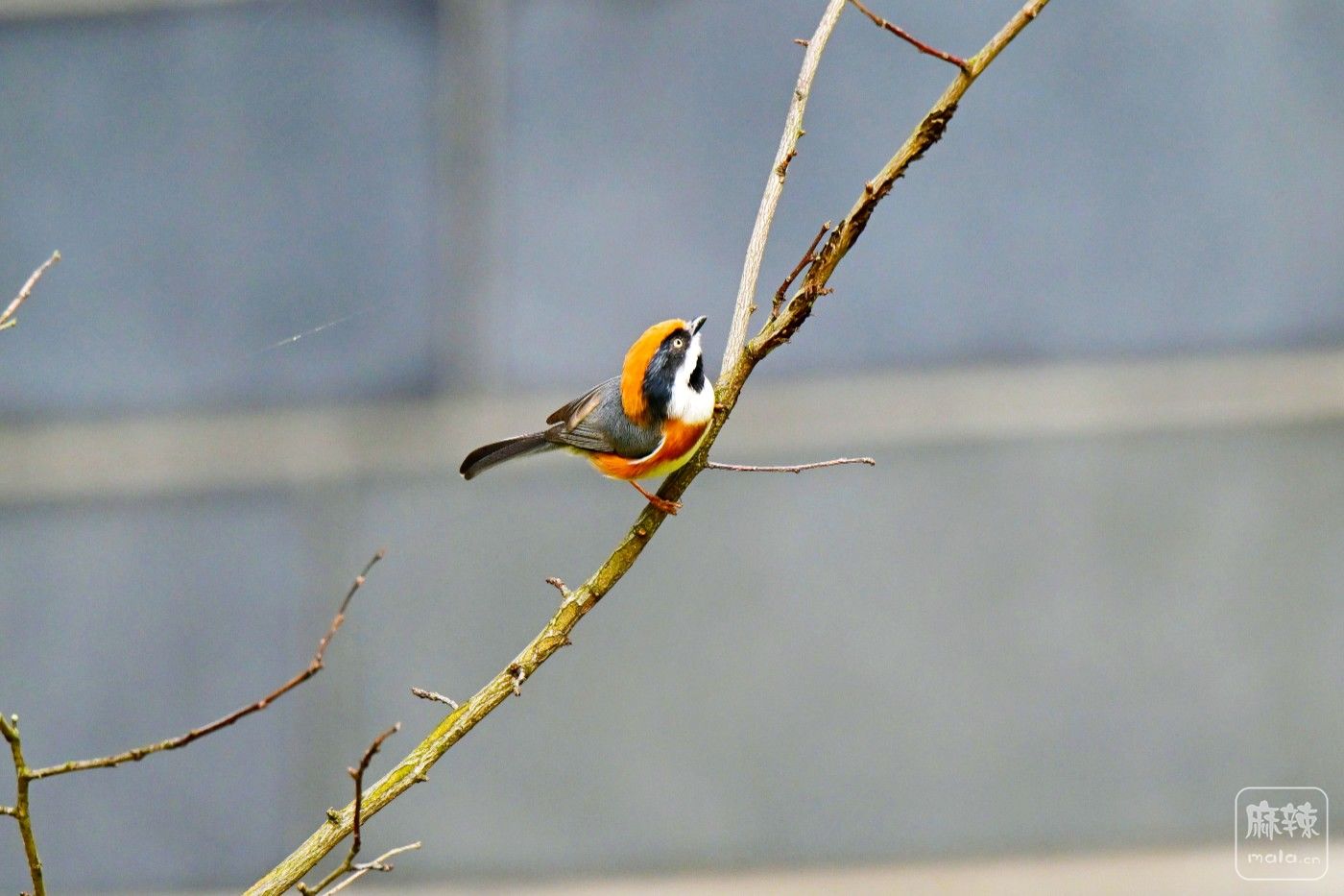 DSC_0433.JPG