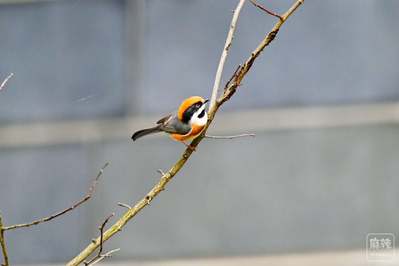 DSC_0434.JPG