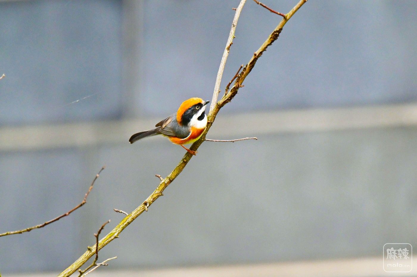 DSC_0436.JPG