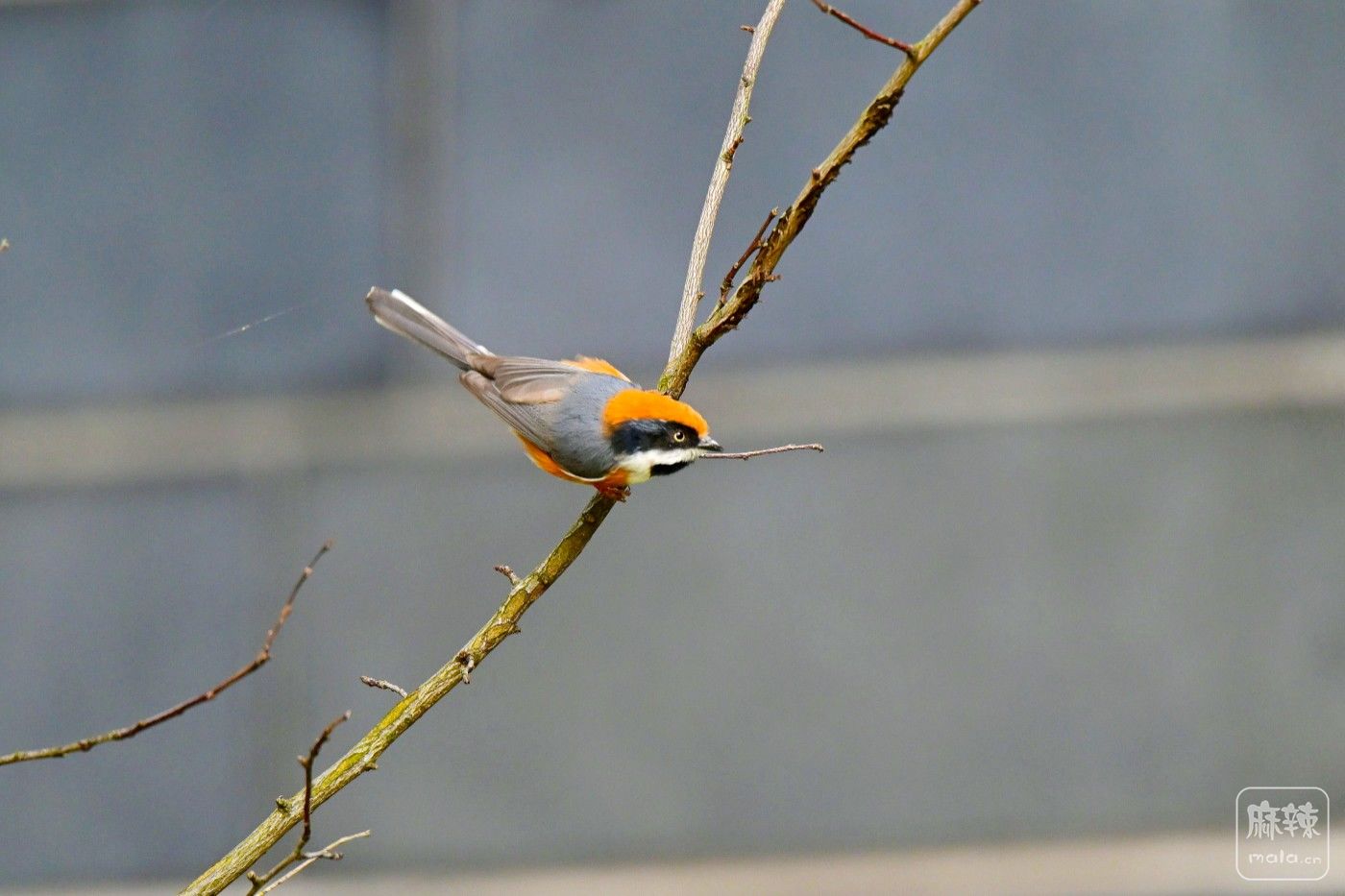 DSC_0437.JPG