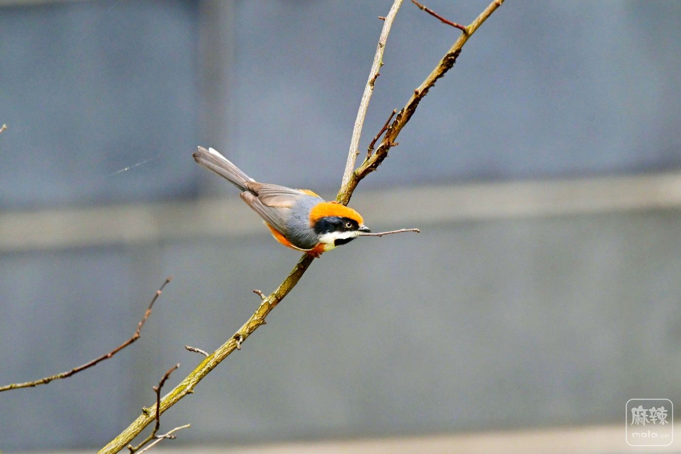 DSC_0438.JPG