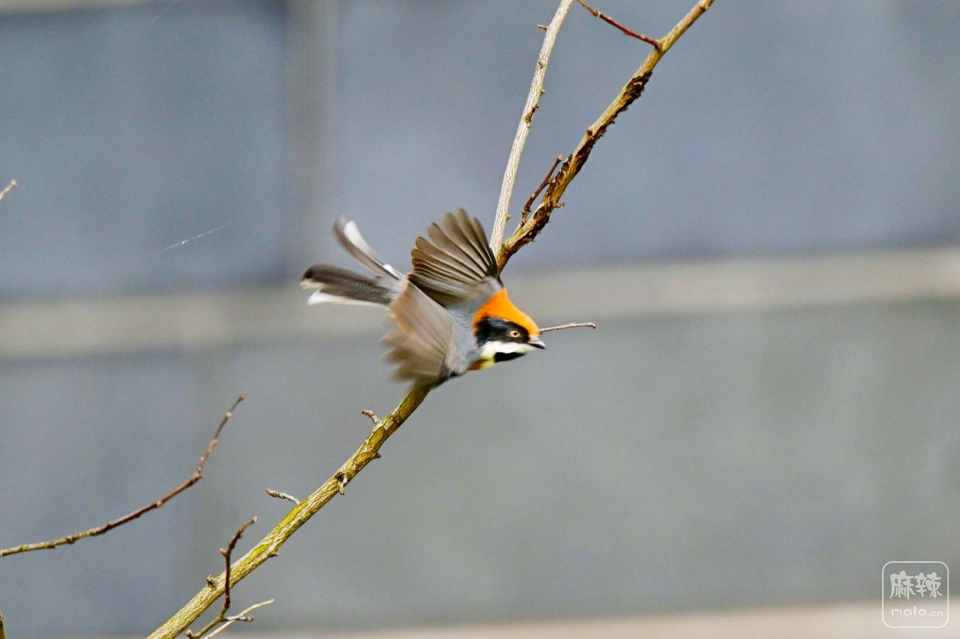 DSC_0439.JPG