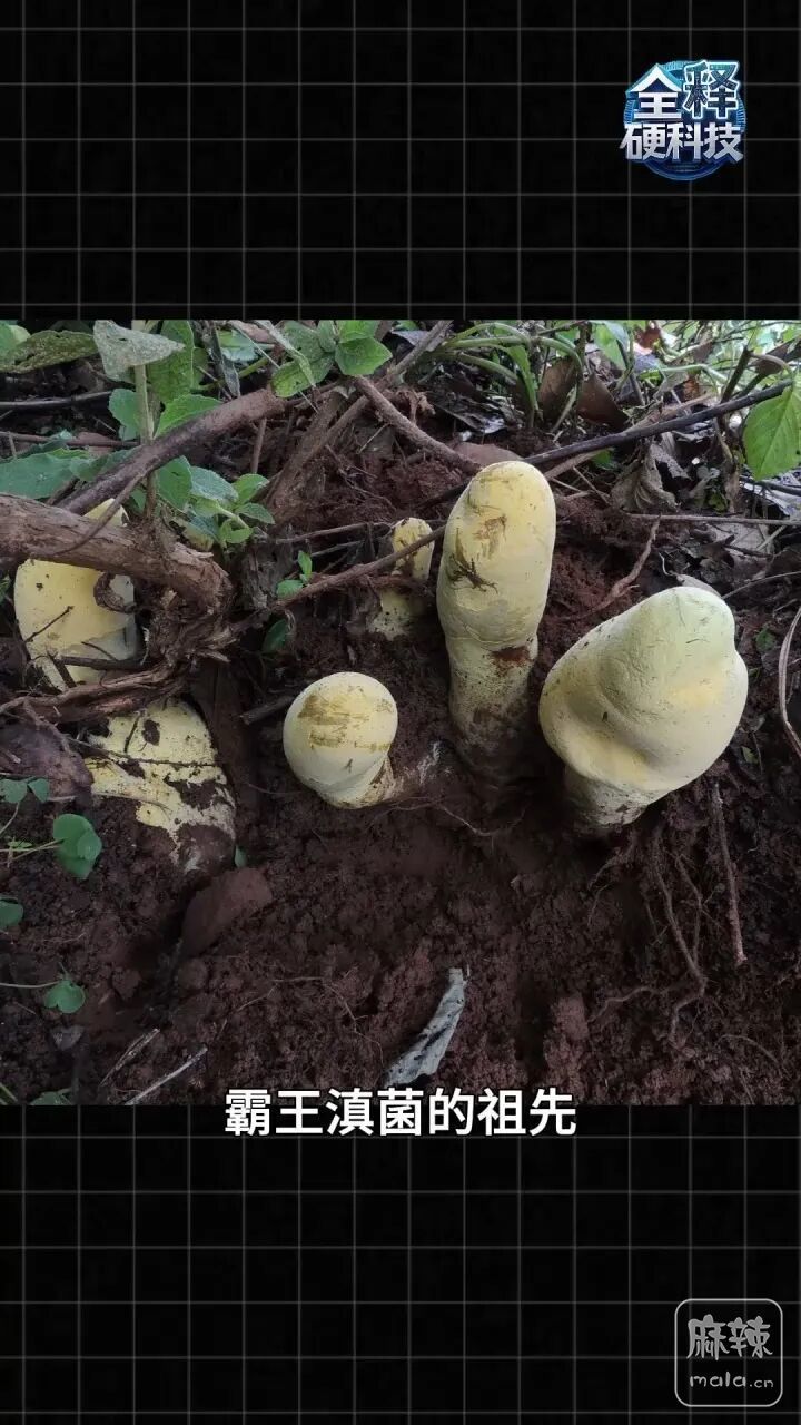 7d25-ffe4512d352bad9774b206c75912570f.jpg