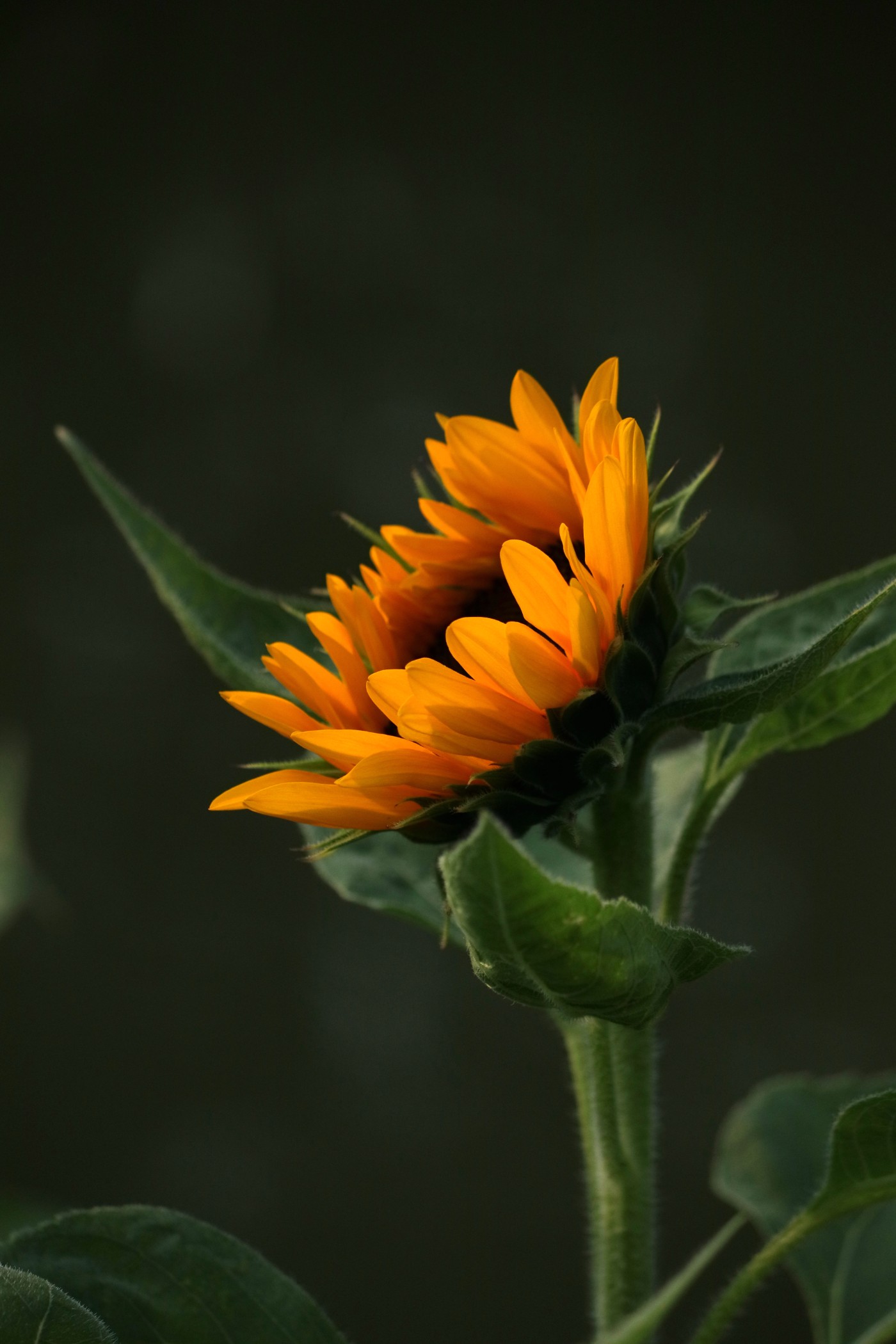 IMG_7772.JPG