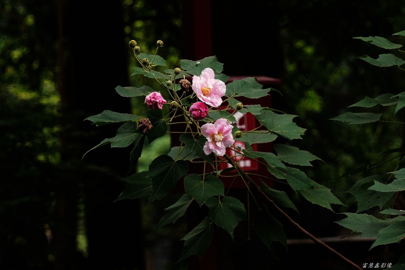 DSC00540_����.jpg