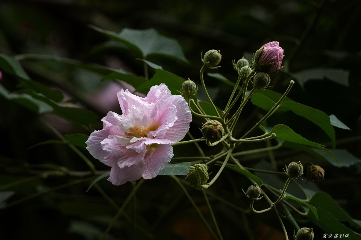 DSC00553_����.jpg