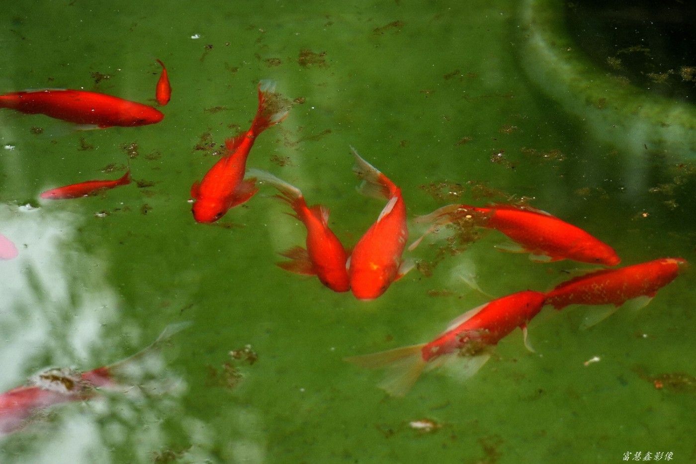 DSC00594_����.jpg